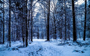 Kış orman manzarası. Doğal arka plan. Sanatsal soyut filtre tonu.