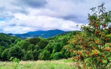 Rowan külleri Bieszczady Dağı 'nda. Karpatların doğal güzelliklerini keşfediyorlar..