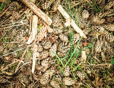 Orman çöplüğü doğa arka planı olarak kullanılıyor. Boşluğu kopyala.