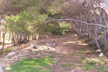 Marfa Yarımadası Malta 'daki Orman 2000 Doğa Koruma Alanı. Malta Adası 'ndaki tek orman sakini..