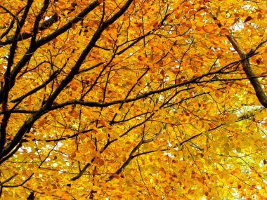 Sonbahar ağaçlarının dalları doğal arka plan olarak. Altın sonbahar, kopyalama alanı.