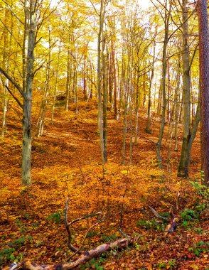 Ormanda sonbahar. Kuzey Polonya doğasının güzelliği..