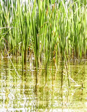 Göl suyundaki Typha tesisine yaklaş. Göl suyunda boşluk kopyala.