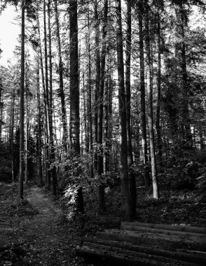 Kuzey Polonya 'da sonbahar ormanı. Doğanın güzelliği