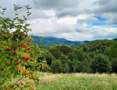 Rowan külleri Bieszczady Dağı 'nda. Karpatların doğal güzelliklerini keşfediyorlar..