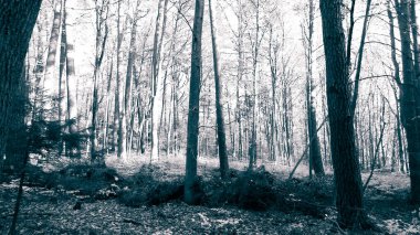 Ormanda sonbahar. Kuzey Polonya doğasının güzelliği. BW filtre tonu.