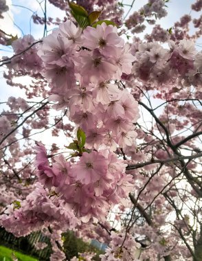 İlkbaharın başlarında erik ağacı çiçekleri. Doğanın güzelliği.