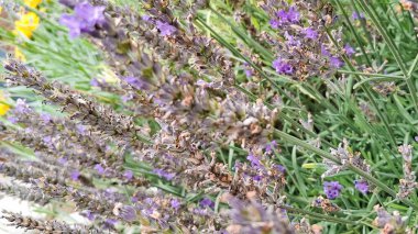 Çiçek açan lavanta çiçeklerini kapat.