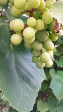 Üzüm meyvelerini kapatın. Tarım.