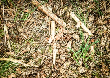 Orman çöplüğü doğa arka planı olarak kullanılıyor. Boşluğu kopyala.