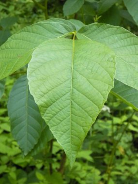 Yeşil yaprak doğanın arka planı. Boşluğu kopyala, doğa kavramı.