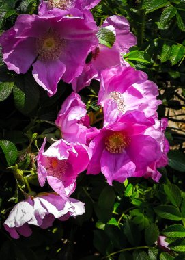 Pembe, yaban gülü desenli. Rosa acicularis - yaz doğa konsepti.