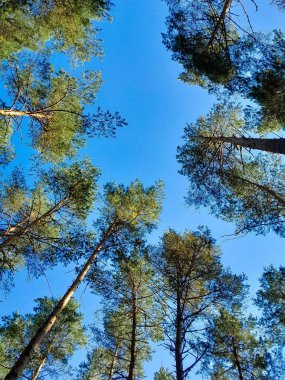 Mavi gökyüzü arka planında yeşil ağaçlar. Yaz yeşili doğa. Boşluğu kopyala.