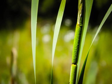 Typha Santrali 'ni kapatın. Tuchola Ormanı ve Polonya 'nın Kashubian bölgesi. Boşluğu kopyala, doğa arkaplanı.