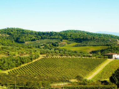 Güneşli bir günde Toskana üzüm bağlarının manzarası. Doğa ve tarım kavramı. İtalya 'da tatiller. Boşluğu kopyala.
