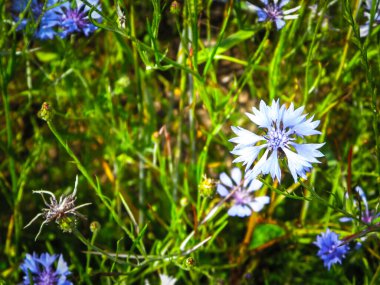 Çiçekli çayır, doğal arka plan olarak. Yaz doğası kavramı.