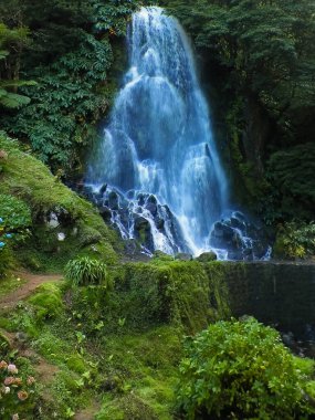 Tropikal ormanda şelale. Azores Takımadası. Sao Miguel Adası.