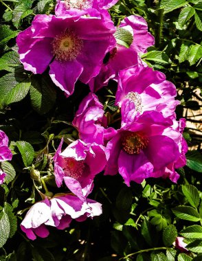 Pembe, yaban gülü desenli. Rosa acicularis - yaz doğa konsepti.