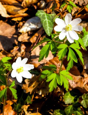 Baharın başında büyüyen küçük beyaz bahar çiçeği. Doğa kıştan sonra uyanıyor..