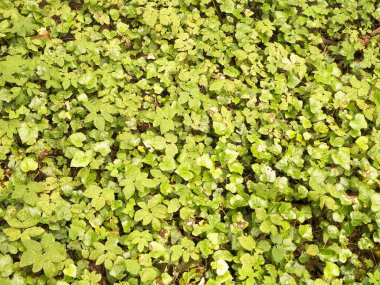 Yeşil sarmaşık doğal bir arka plan. Doğal fenomen.