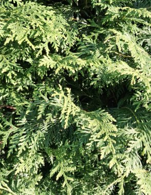 Thuja doğal arka plan olarak ayrılıyor. Boşluğu kopyala.