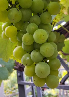 Doğal arka plan olarak üzüm meyveleri. Tarım.