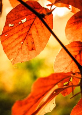 Sonbahar yaprakları doğal bir arka plan. Boşluğu kopyala.