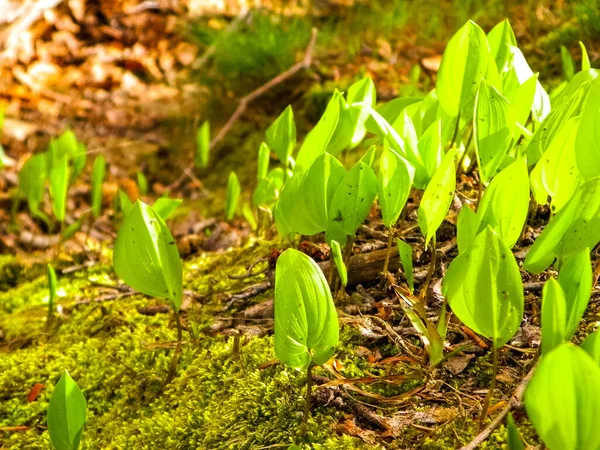 Bahar başlangıcında doğa uyanıyor. Bitki yetiştiren yapraklar.
