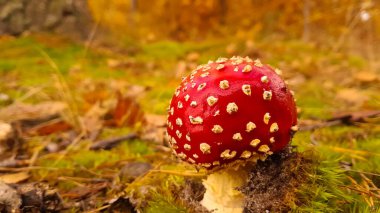 Kırmızı mantara (amanita muscaria) yakın çekim. Ormanda güzel bir mantar.