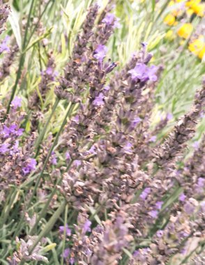 Çiçek açan lavanta çiçeklerini kapat.