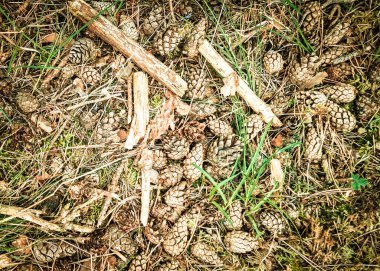 Orman çöplüğü doğa arka planı olarak kullanılıyor. Boşluğu kopyala.