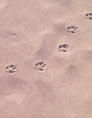 Kumsalda ya da çölde kedi ya da tilki pençesi izleri. Doğal arkaplan.