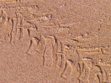 Çölün veya kumsalın üzerindeki lastik izleri. Doğal arka plan. Offroad ve seyahat kavramı.