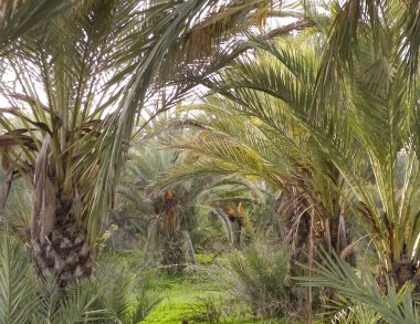 Hurma ağacı manzarası. Egzotik doğa.