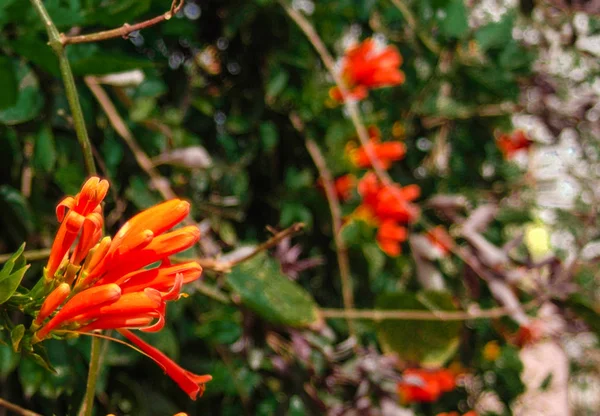Pyrostegia