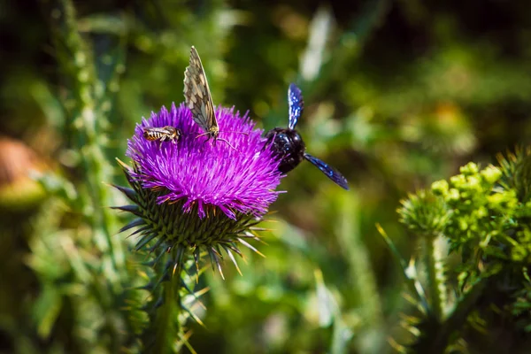 Kelebekler ve böcekler çiçek çiçek sinek ve nadir polle toplamak