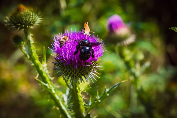 Kelebekler ve böcekler çiçek çiçek sinek ve nadir polle toplamak