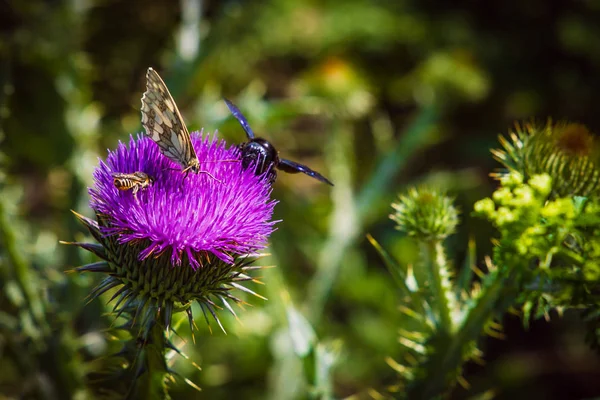 Kelebekler ve böcekler çiçek çiçek sinek ve nadir polle toplamak