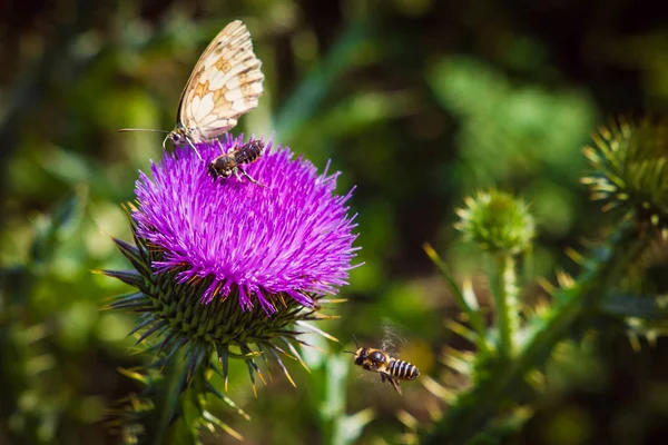 Kelebekler ve böcekler çiçek çiçek sinek ve nadir polle toplamak