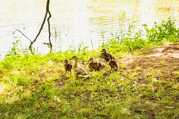 Südmähren Gibt Wunderbare Orte Besichtigen — Stockfoto