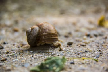 Salyangoz yavaş yaratık biridir