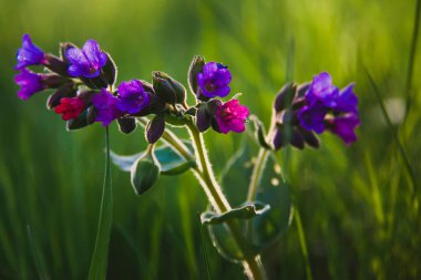 Güneşin altında baharda uyanan güzel bir manzara.