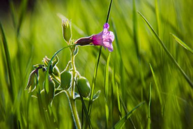 Güneşin altında baharda uyanan güzel bir manzara.