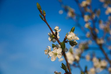 Uyanan güzel manzara ve ilkbaharda ağaçlar.