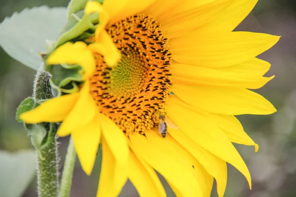 Sunflowers Beautiful Plants — Stock Photo, Image