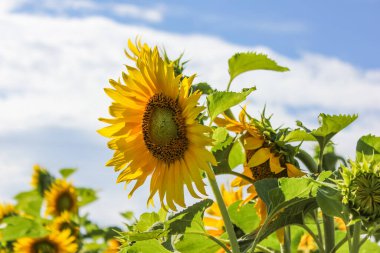 Ayçiçekleri güzel bitkilerdir.