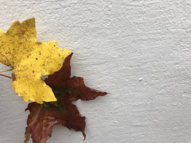 sonra yağmur ıslak bırak 