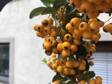 sonra yağmur ıslak sonbahar meyve 