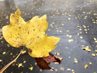 Turuncu ve kırmızı yağmur sonra ıslak yaprak