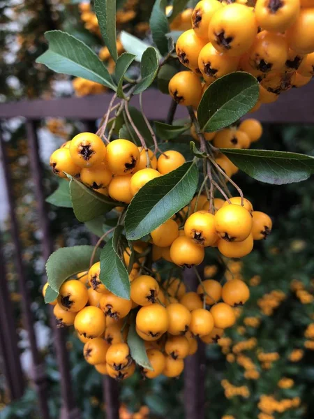 Mouillé Automne Fruits Après Pluie Couleur Sur Arbre — Photo